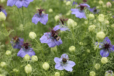 Herbs & Flowers