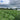 Looking in between two rows of beans