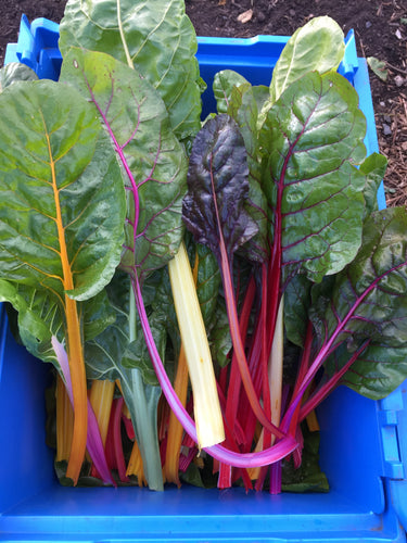 Chard