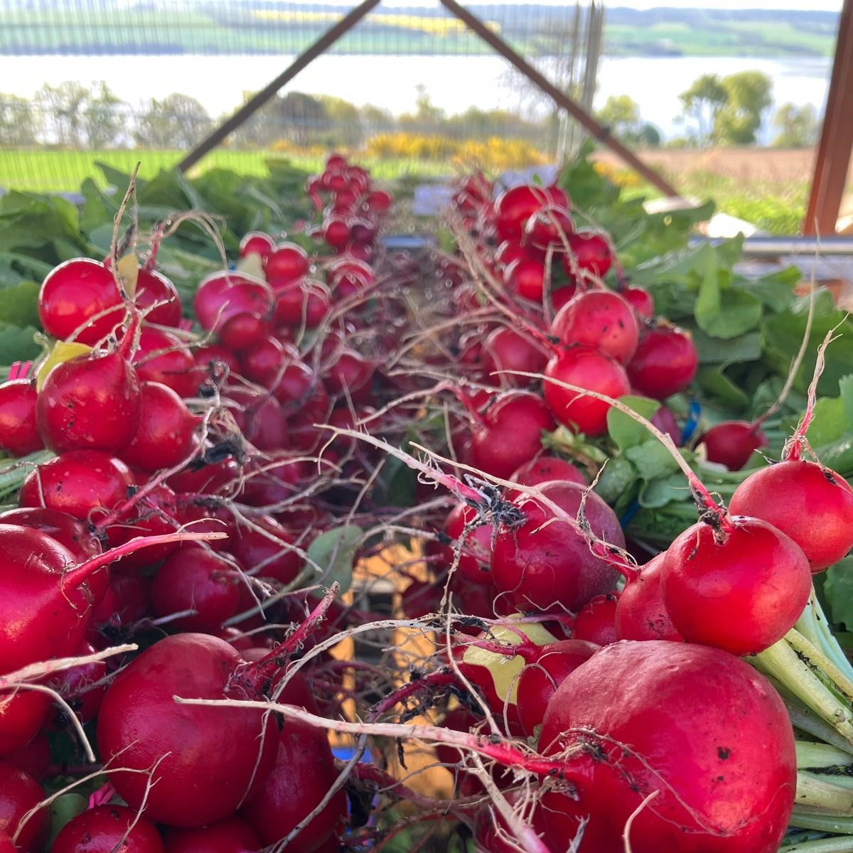 OpenPollinated Radish Seeds l Seeds of Scotland