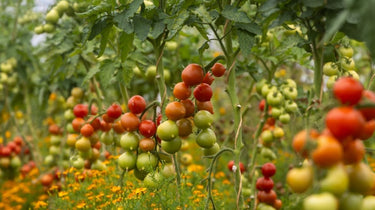 Tomatoes