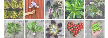 A grid of pictures of some of the new varieties added this year