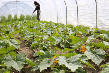 Courgette plants, Photo credit: Clem Sandison