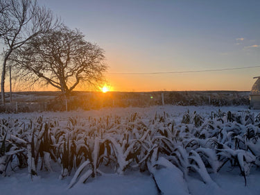 Winter Varieties