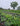 Field with 6 varieties of kale growing in rows