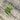 Organic Pea - Gradus *NEW* Pea Seeds