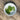 Organic Pea - Gradus *NEW* Pea Seeds