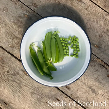 Organic Pea - Gradus *NEW* Pea Seeds