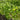 Organic Pea - Gradus *NEW* Pea Seeds