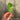 Salad Rocket Seed - leaf