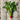 Beetroot - Touchstone Gold Beetroot Seeds