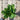 Beetroot - Touchstone Gold Beetroot Seeds