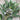 Broad Bean - The Sutton Seeds