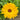 Calendula - Swedish mix *NEW* Flower seeds