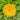 Calendula - Swedish mix *NEW* Flower seeds