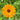 Calendula - Swedish mix *NEW* Flower seeds