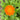 Calendula - Swedish mix *NEW* Flower seeds