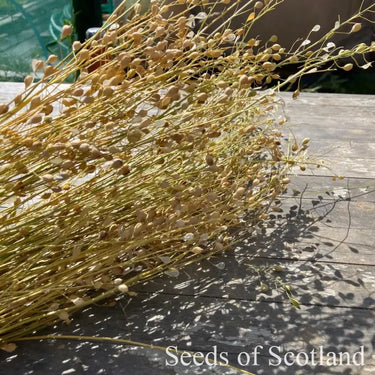 Camelina *NEW* Flower seeds
