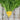 Carrot Yellowstone *NEW* Carrot Seeds