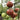 Black cherry tomatoes on the plant