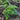Young green chervil plants growing in a garden bed