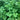 Coriander *NEW* Herb seeds
