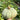 Hand extended holding and showing side view of very large Desert Spirit Landrace Squash