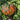 Hand extended holding and showing side view of very large Desert Spirit Landrace Squash