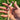 Hand holding a dried King of the Early pod filled with beans.