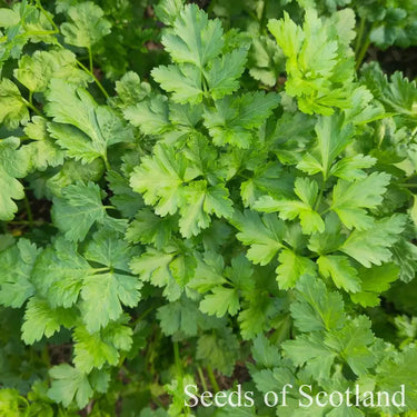 Flat Leaved Parsley *NEW* Herb seeds
