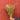 Flax - Northern Princess *NEW* Flower seeds