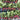 3 grouped horizontal rows of French Breakfast radishes
