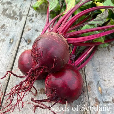 Three Jannis Beetroots with leaves attached on top of a wooden table