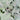 Kale - Shetland Kail *New 2024/25* Seeds