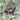 Kale - Shetland Kail *New 2024/25* Seeds