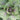 Kale - Shetland Kail *New 2024/25* Seeds