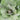 Kale - Shetland Kail *New 2024/25* Seeds