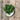 Kale Sutherland Kale Seeds