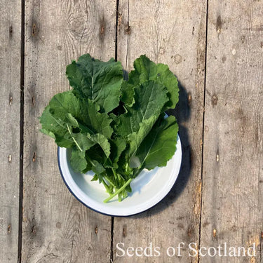 Kale Sutherland Kale Seeds