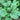 Kale Sutherland Kale Seeds