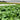 Kale Sutherland Kale Seeds
