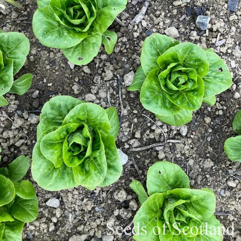 planting little gem lettuce seeds Little Gem Maureen l Lettuce Seeds l Seeds of Scotland