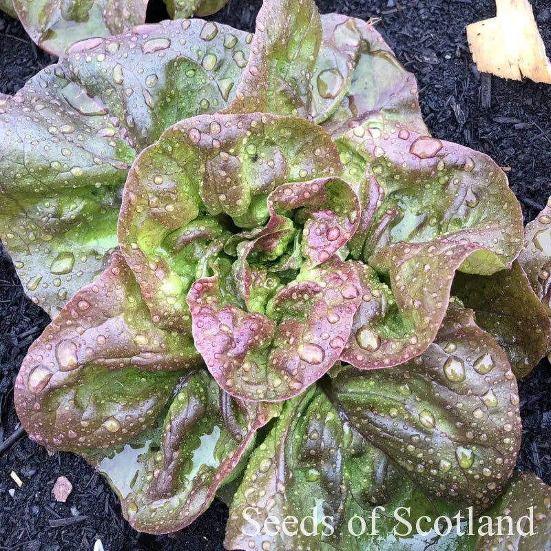 Marvel of Four Seasons Lettuce Seeds l Seeds of Scotland