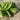 close up of leaf on wooden table