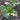 plant with green leaves and deep purple vains pictured rom above