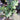 Vibrant Ultraviolet Mustard Green plant seen from above