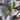 Vibrant Ultraviolet Mustard Green plant seen from above