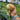 Hand extended holding freshly harvested Ailsa Craig onion upside down with stem facing down, in front of trailer full of onions