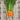 Organic Carrot Autumn King Carrot Seeds