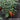 Ripe Chillies on plants